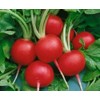 500 Champion Radish Seeds Heirloom - Premium Non-GMO, Open Pollinated,