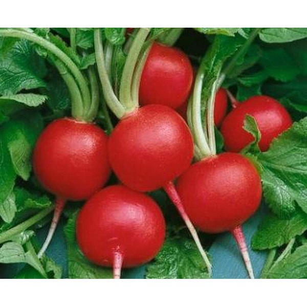 500 Champion Radish Seeds Heirloom - Premium Non-GMO, Open Pollinated,