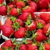 Albion Day Neutral Strawberry Plants - Large Berries and High