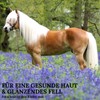 Stiefel Black Cumin Oil for Horses 100% Natural Oil Cold