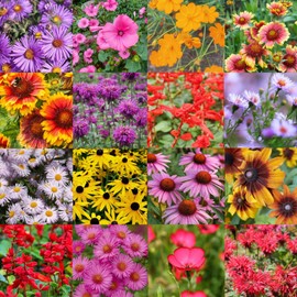 Paper Street Perennials 1/4 Pound Pennsylvania Bulk Wildflower Seed Mix (Northeast Varieties) 500 sq-ft