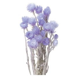 Earth Farms Dry Flower minisiruba-de-zi- Insert (G) Light Purple do32001 – 410