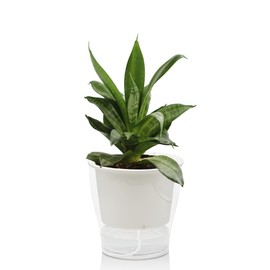 Oresteluchetta Self-watering pot for outdoor/indoor ASON MEDIUM