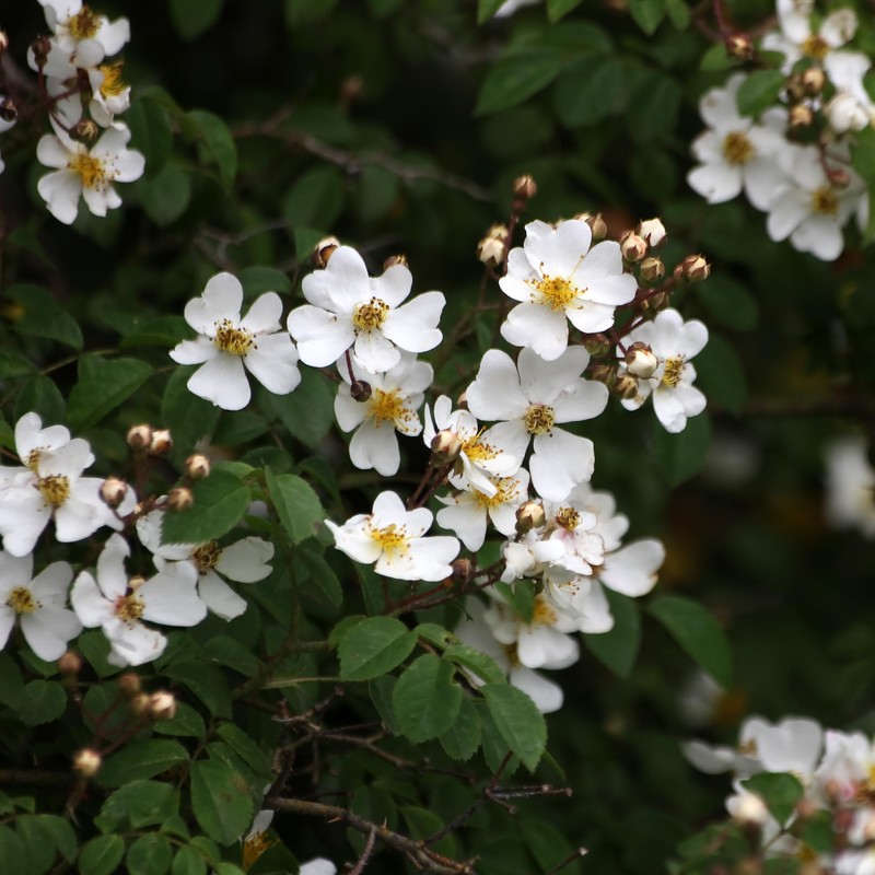 hand cream wild rose