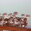 Back to the Roots Organic Shiitake Mushroom Kit; Great Gift;