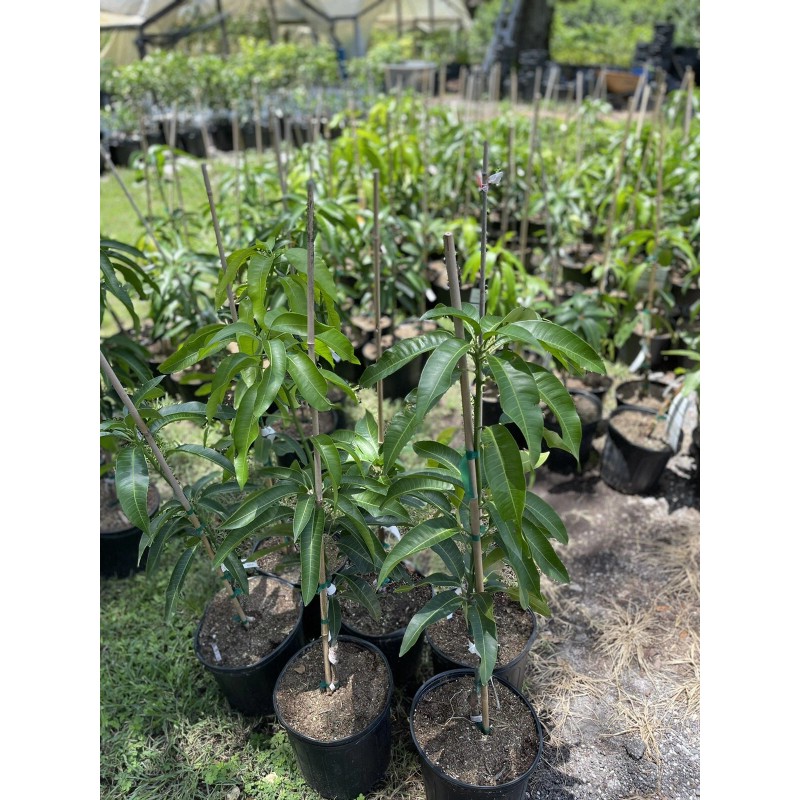 Tree GLENN MANGO TREE GRAFTED (3 Feet Tall).