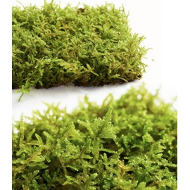 Live Moss – Hypnum Moss (3 Sheets, Each Approx. 3.5"x7") for Terrariums, Fairy Gardens, Bonsai & Natural Plant Decor – Naturally Grown, Reusable, Not Artificial