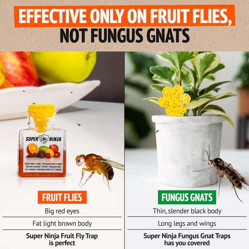 Super Ninja Fruit Fly Trap - Highly Effective Indoor Traps