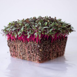 Beet Seeds - Red Round - 5 Lb ~120,000 Seeds - Beta vulgaris - Microgreens Seeds - Non-GMO, Heirloom, Open Pollinated, Annual