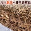 250g/bag Chinese Herbal Agrocybe Cylindracea New Ecology Dried Tea Tree