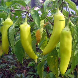 120 Sweet Banana Pepper Seeds Heirloom Non GMO Garden Vegetable Bulk Survival