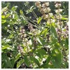 Everwilde Farms - 1 Oz Thai Basil Herb Seeds -