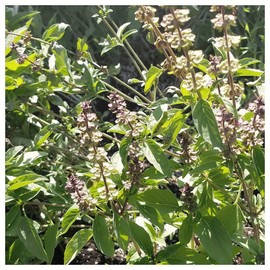 Everwilde Farms - 1 Oz Thai Basil Herb Seeds - Gold Vault