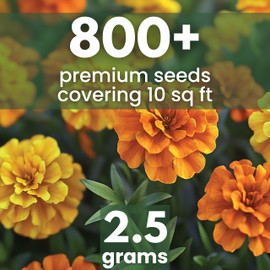 African Marigold Crackerjack - Large 2,500mg Envelope - 500 Flower Seeds for Planting - Tagetes erecta