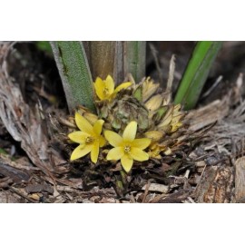 Buy Rare Seeds Curculigo capitulata | Palm Grass | Whale Back | 100_Seeds