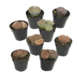 Altman Plants XL Giant Living Stones Succulents (8PK) Lithops Live Plants & Real Succulents, Pet Safe Plants & Live Succulent Plants, Pet Friendly Plants, Live Plants in 2.5" Pots with Succulent Soil