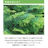 Aomori Prefecture Essential Oils, Natural Hinoki (Japanese Cypress) Oil