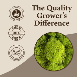 Quality Growers - Preserved Reindeer Moss - Moss for Crafts, Home Decor, Art, Design & DIY Projects - Non-Toxic - USA Made (Chartreuse, Medium, 2-Pack)