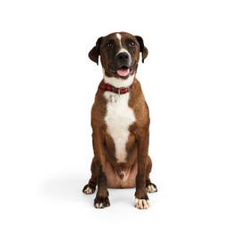 YOULY The Hipster Buffalo Checkered Dog Collar Medium