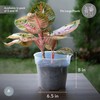 karenplantsplants™ 9" Clear Plastic Nursery Pot (Clear - 5 Pack)