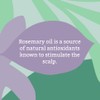 Rosemary Conditioner 300ml