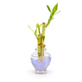 Live Lucky Bamboo 3 Stalk Arrangement in Glass Heart Vase with Colored Sea Glass (Lavender)