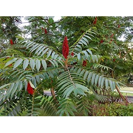 Rhus typhina Staghorn Sumac 500 Seeds