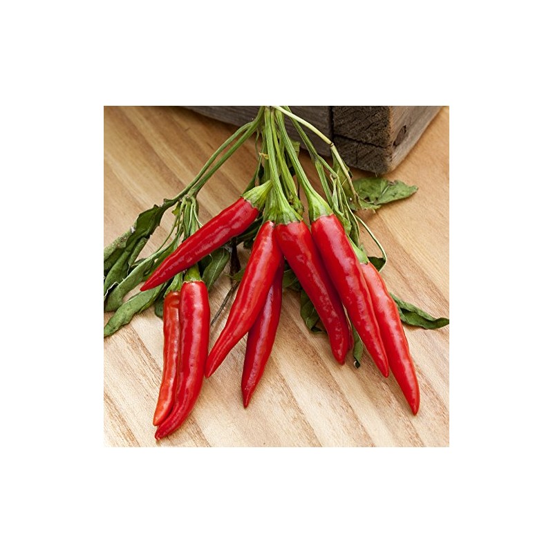 Poinsettia Heirloom Pepper Premium Seed Packet + More