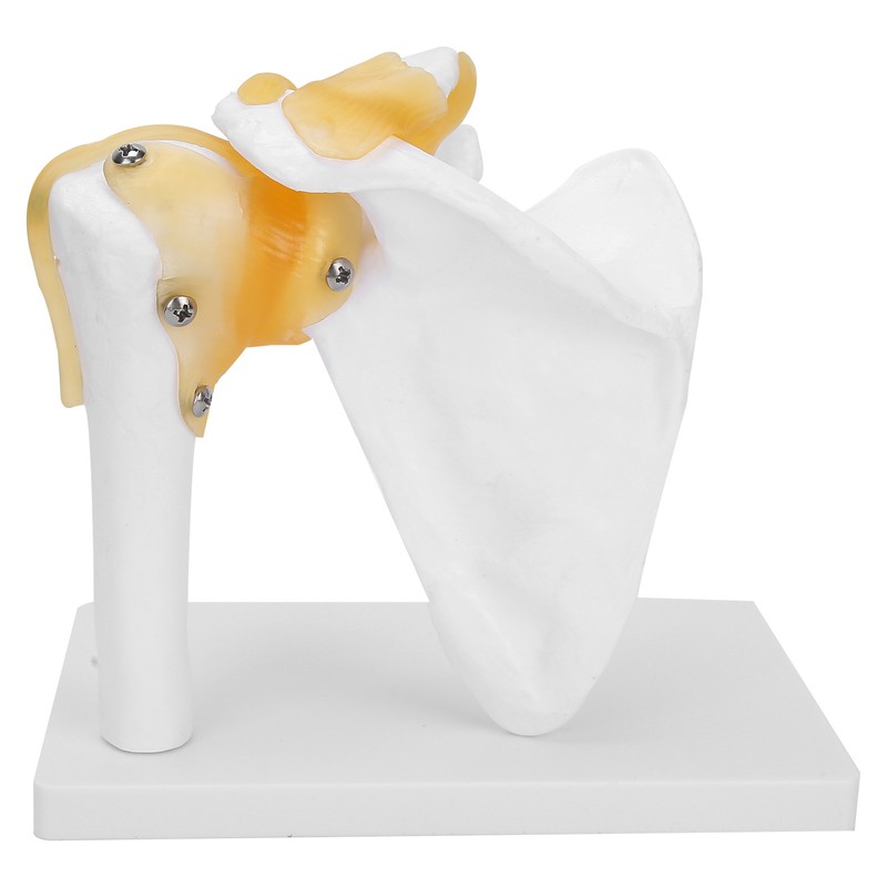 1:1 Life Size Human Anatomy Shoulder Joint Model Shoulder Blade