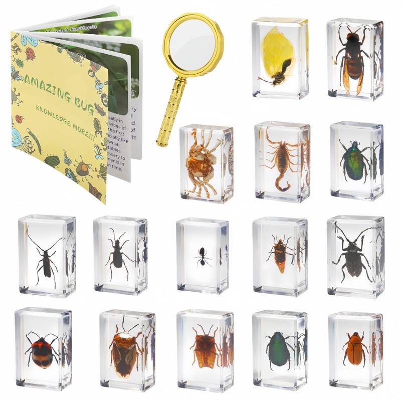 15 Insect specimens,Real Specimens of Various Butterflies and Beetles Made