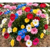 100+ Gerbera Seeds: Mix of Pink, Yellow, More for Long-Lasting