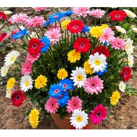 100+ Gerbera Seeds: Mix of Pink, Yellow, More for Long-Lasting Blooms
