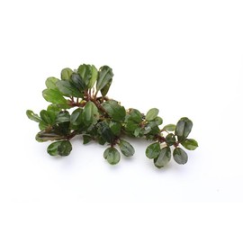 SubstrateSource Bucephalandra Peacock Live Aquarium Plant - Natural Freshwater Fish Tank Decorations, Aquatic Decor (Plant (6-10 Leaves))