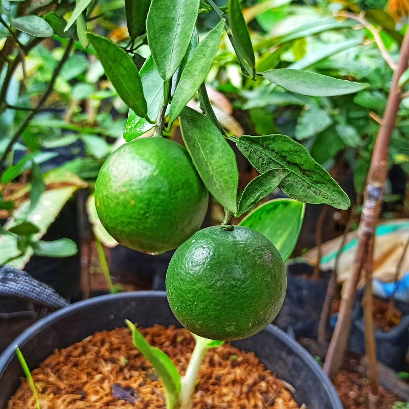 Garden State Bulb Persian Lime Tree, Citrus Live Plant (1