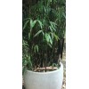 Unbranded Black Bamboo True Phyllostachys Nigra Live Rhizome Bare Root