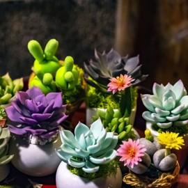 Succulents Mix Rare Plant Exotic Cactus Flower Succulents 200 Seeds