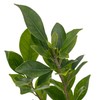 2 Indian Laurel Figs – Live Ficus Nitida Plant –