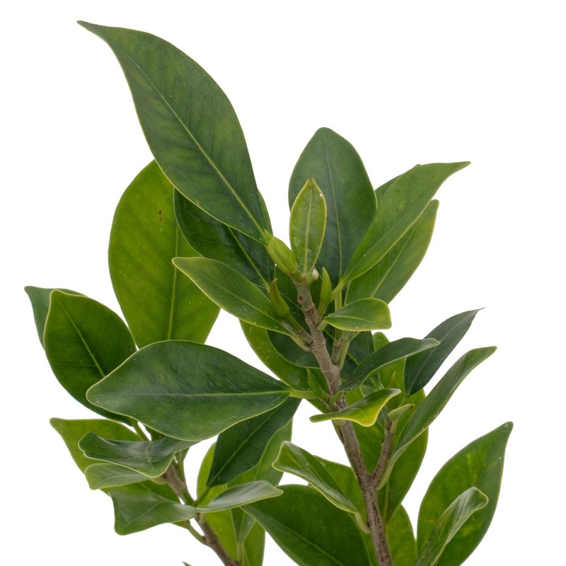 2 Indian Laurel Figs – Live Ficus Nitida Plant –