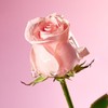 Mamonde Flora Glow Rose Smoothing Cream 50mL - Mamonde Flora