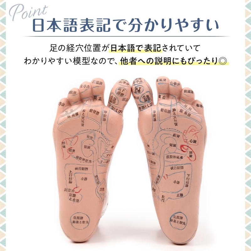 【Recommended by Bodywork Therapists, Easy to Understand Japanese Text, Systematically