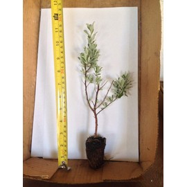 6 Texas Sage - These are Starter Plants Less Than 12 inches