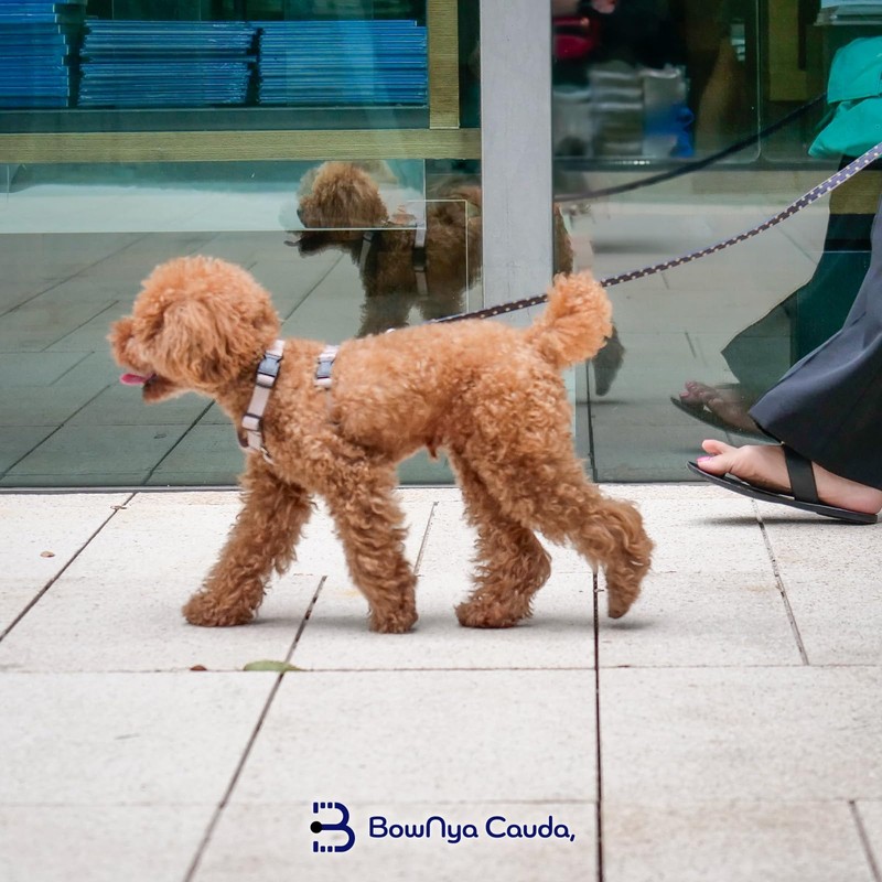 BowNya Cauda, Active Harness Multicolor X-Small