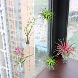 40 Pack Air Plant Stand Holder Tillandsia Airplant Container with Suction Cup Tabletop Planter Display Racks for Hanging Tillandsia House Plants