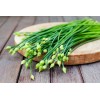 Garlic Chive Seeds | Organic | NON-GMO | Heirloom |