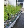 Bald Cypress Tree (Taxodium distichum) - Live Plant - (1