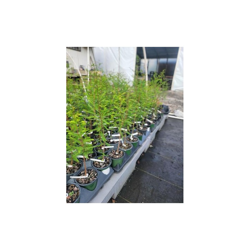 Bald Cypress Tree (Taxodium distichum) - Live Plant - (1