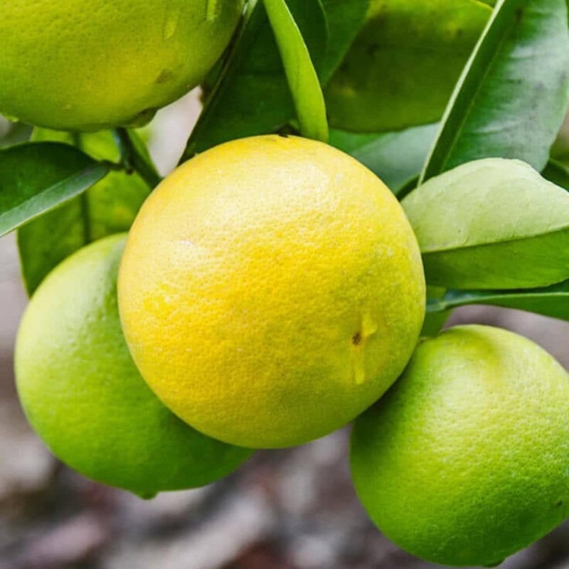 Bergamot 20ml Incent Essential Oil Essential Oil