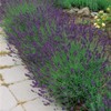 Outsidepride Lavender Hidcote - 1000 Seeds