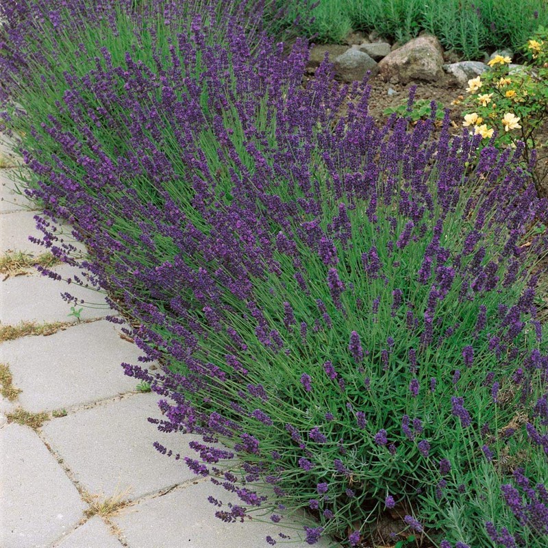 Outsidepride Lavender Hidcote - 1000 Seeds