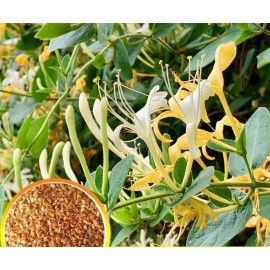 Seed-Top 200 Japanese Honeysuckle Seeds Fragrant Lonicera japonica Yellow White Honeysuck
